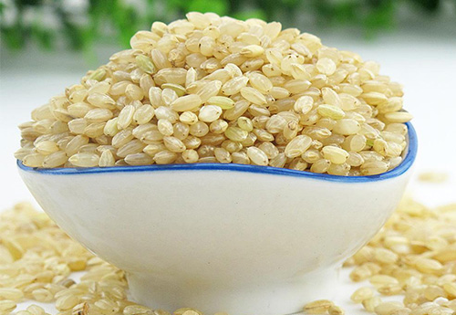 糙米发芽了还能吃吗？广州发芽糙米的营养功效